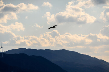 冬の海で空を飛ぶカモメ　背景は淡路島