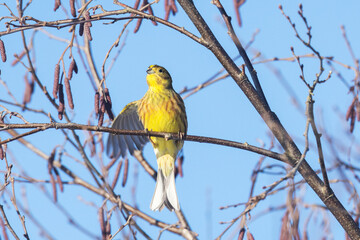 Male Yellowhammer perching on an Alder tree with one wing spread out on a late winter day in a village in Estonia, Northern Europe