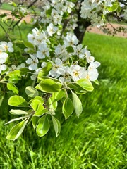 cherry blossom tree in spring sunlight close-up