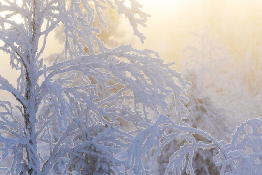 Dreamy shot of hardwood branches covered with hard frost on a really cold winter day near Kuusamo, Northern Finland	