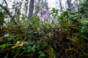 Vibrant Fairy slipper flower growing in an old-growth forest in Oulanka National Park, Northern Finland	