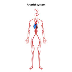 Arterial artery human system medical diagram