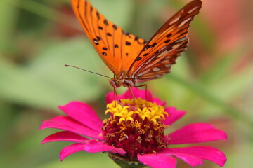 butterfly on a pink flower