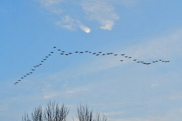 Flock of Geese