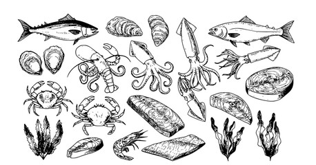 Seafood vector illustrations. Hand drawn line sea fishes, oysters, lobster, squid, octopus, crabs, prawns, fish fillet. Laminaria and wakame seaweeds. Healthy food natural set Transparent background 