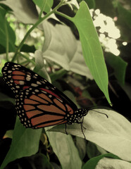Butterfly at Kirstenbosch National Botanical Gardens, Cape Town, South Africa