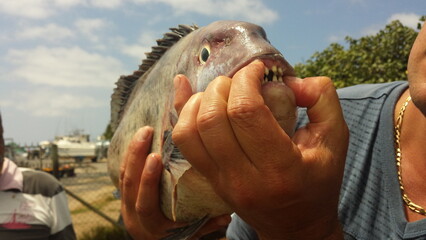 Man holding in his hands a big fish with open mouth and human teeth like. South Africa fishing trip.