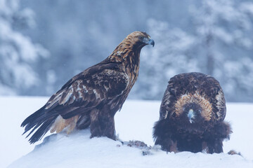 Pair of Golden eagles standing on snow and feeding on some meat on a winter day near Kuusamo, Northern Finland	