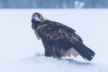 Large Golden eagle got some white fur stuck on its beak while feeding on some meat on a winter day near Kuusamo, Northern Finland	