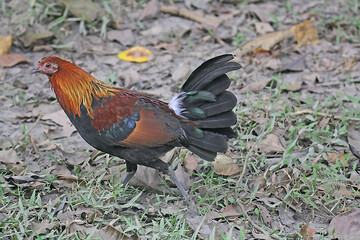 Red Jungle Fowl
