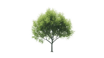 Green tree, transparent background