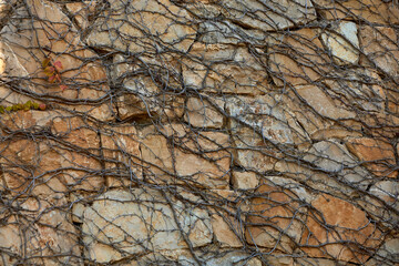 Dry vines cover a stone wall with irregular patterns; sunlight and shadows create contrast, highlighting the texture and color of the wall;