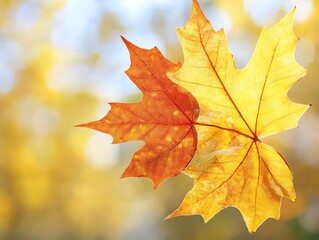 Fototapeta premium Two Autumn Maple Leaves Displaying Vibrant Colors