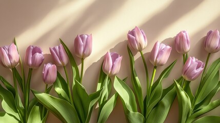 Fototapeta premium Lavender tulips and green leaves on taupe background with sunlight