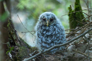 Young and fluffy Ural owl chick standing on the ground on spring day in a boreal forest in Estonia, Northern Europe