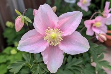 Detailed view of a pink columbine in the garden
