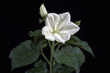 Dusk blooming moonflower Tithonia diversifolia image