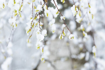 Fresh leaves and leaf buds of Silver birch covered with snow during a cold spring day in Estonia, Northern Europe