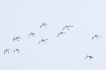 A flock of Common curlews flying in a cloudy sky during spring migration in rural Estonia, Northern Europe