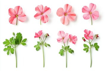 Obraz premium Geranium flower Pelargonium arranged on a white background Clipping path included
