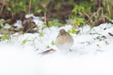 Female Common chaffinch moving on snow on a cold spring day in Estonia, Northern Europe