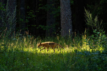 Fototapeta premium Red fox sneaking in grass on a sunny summer evening in a boreal forest in Estonia, Northern Europe