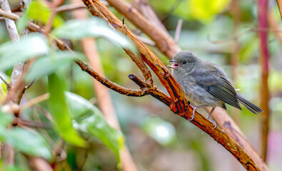 Closeup of a slaty flowerpiercer cawing as it perches on a tree branch in a garden.