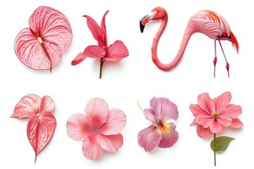 Isolated collection of flamingo flowers on a white backdrop