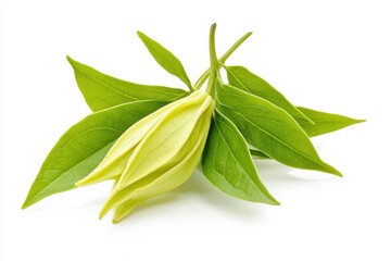 Isolated green Ylang Ylang leaf on white background