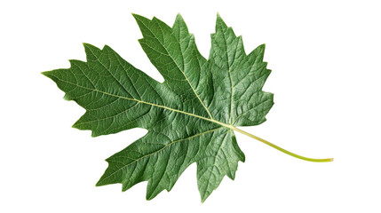 Fototapeta premium Green leaf, transparent background