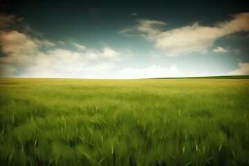 Obraz premium field and sky