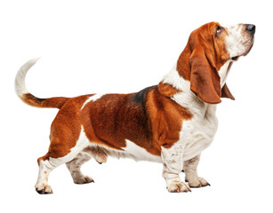 Basset Hound isolated on transparent background