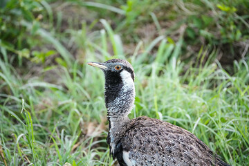 Close up of a Northern Black Korhaan Afrotis afraoides), or Black Bustard, in Lumo Conservancy, Kenya 
