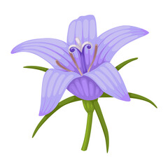 Illustration of Campanula rapunculus, common name rampion bellflower, rampion, rover bellflower, or rapunzel, isolated on white background.