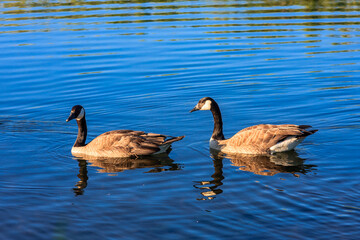 Two geese are swimming in a lake