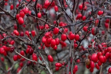 A close-up shot reveals a cluster of succulent red berries of the Japanese barberry (Berberys thunberga), tightly clinging to thorny branches.