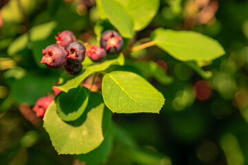 A close up of a leafy green bush with blue berries