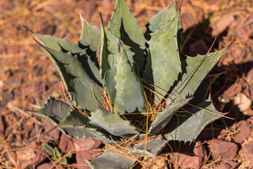A small green plant with brown leaves sits on a rocky ground