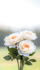 Three white roses with soft peach centers against a blurred background.