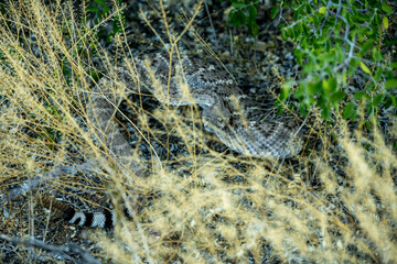 Western Diamond Back Rattle Snake Rattles To Alert Nearby Hikers