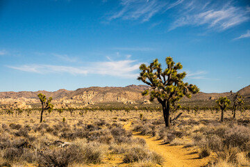 Obraz premium Wide Sand Trail Passes Through Joshua Tree Forest