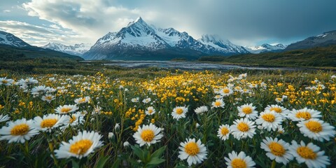 A stunning landscape featuring a field of daisies in bloom, set against majestic snow-capped mountains under a dramatic sky.
