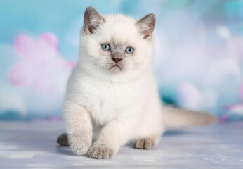 Scottish straight  shorthair cat on colored backgrounds