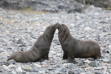 Fototapeta premium Fur Seals in Antarctica