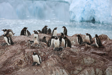Penguins on Antarctic rocks