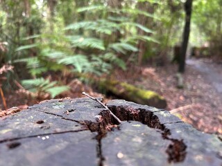 close up trees of lilydale falls