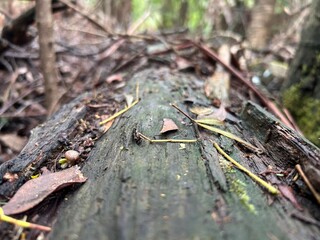 close up trees of lilydale falls