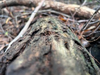 close up trees of lilydale falls
