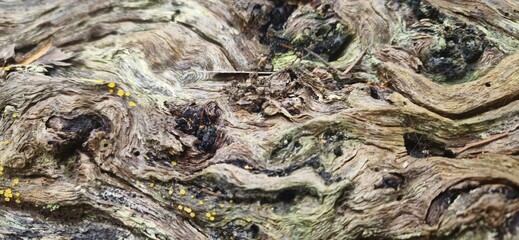 Fototapeta premium close up trees of lilydale falls