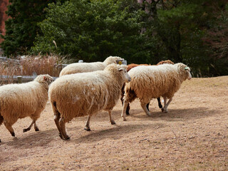 神戸市の六甲山牧場の可愛い羊の放牧の風景
